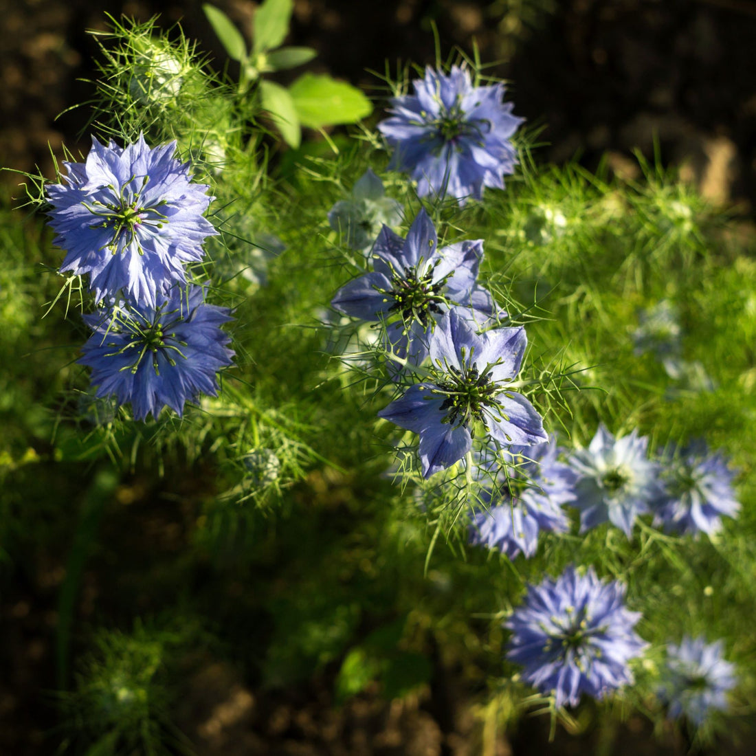 21 Reasons to Enjoy Black Cumin Seed