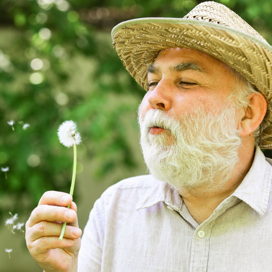 Dandelion Root found to kill Leukemia Cells, Prostate Cancer Cells and Chemo-Resistant Melanoma