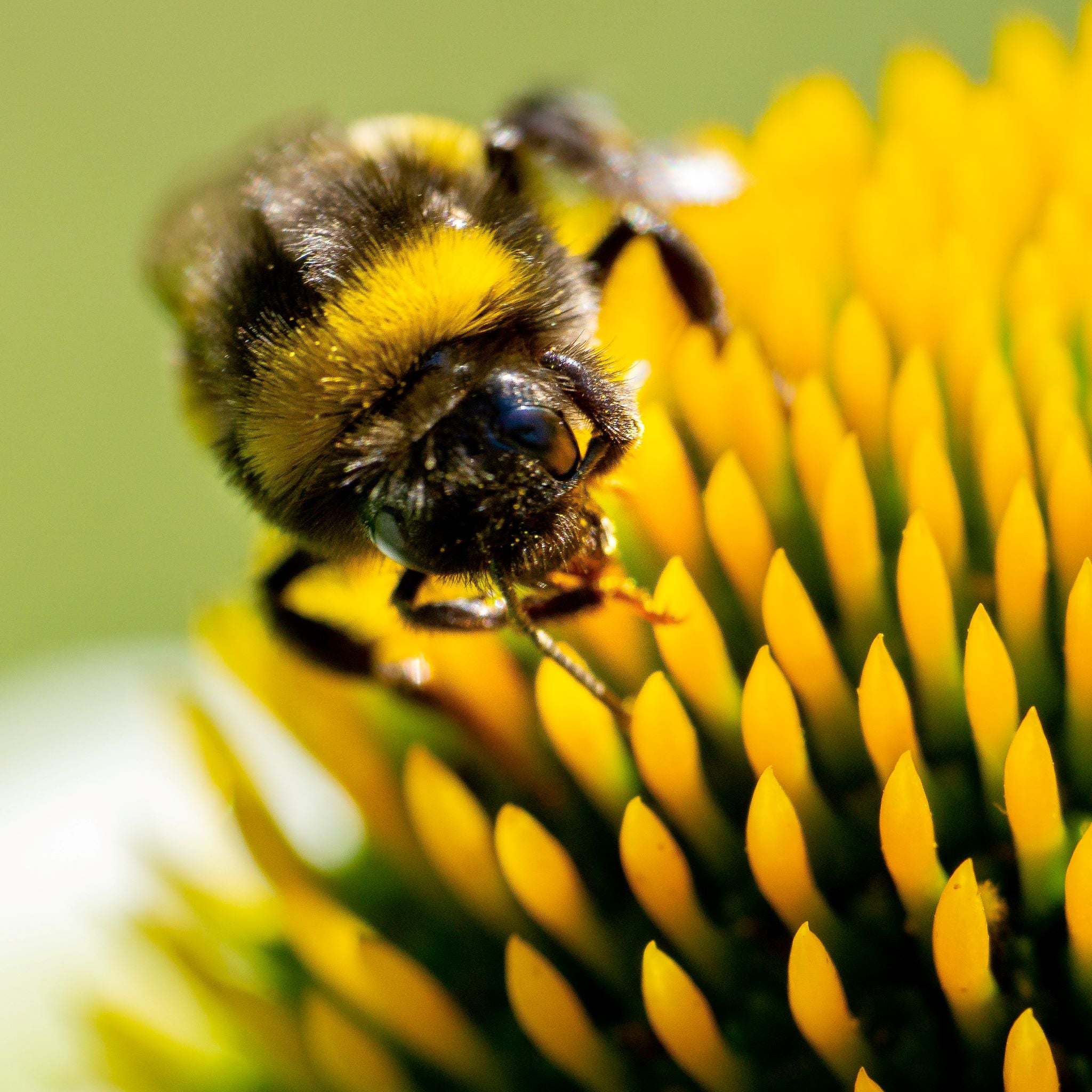 18 Benefits of Dandelion Greens & Roots