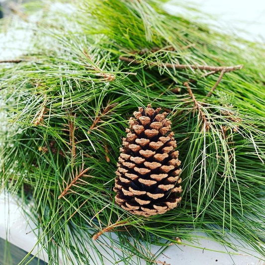 White Pine Needles TidBits
