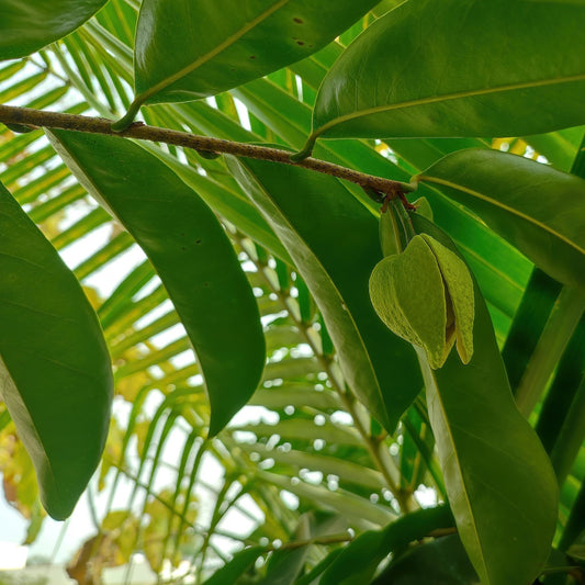 Shocking Impact of Soursop