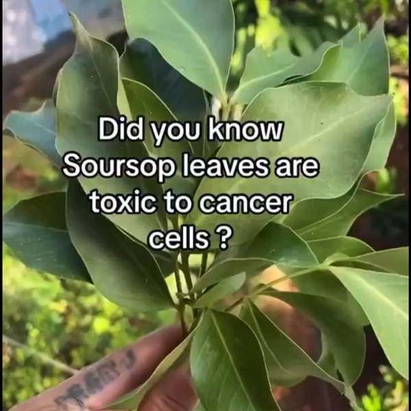 Soursop Leaves Are Toxic to Cancer!