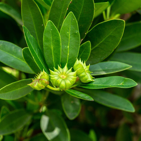 Star Anise Benefits ~ Short & Sweet