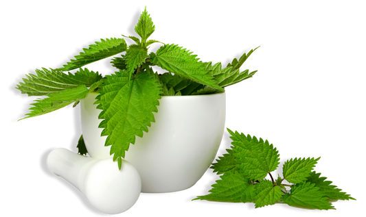 7 Amazing Reasons You Should be Using Stinging Nettles