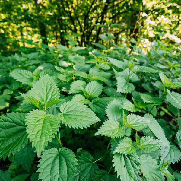 On the Path to Good Blood Health - Wild Stinging Nettles