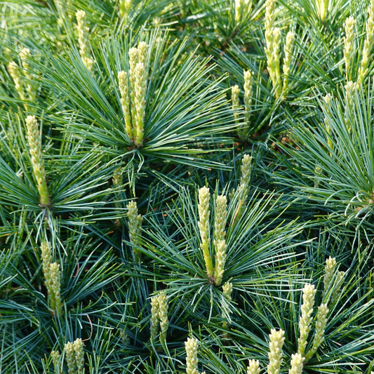 Health Benefits of Pine Needles