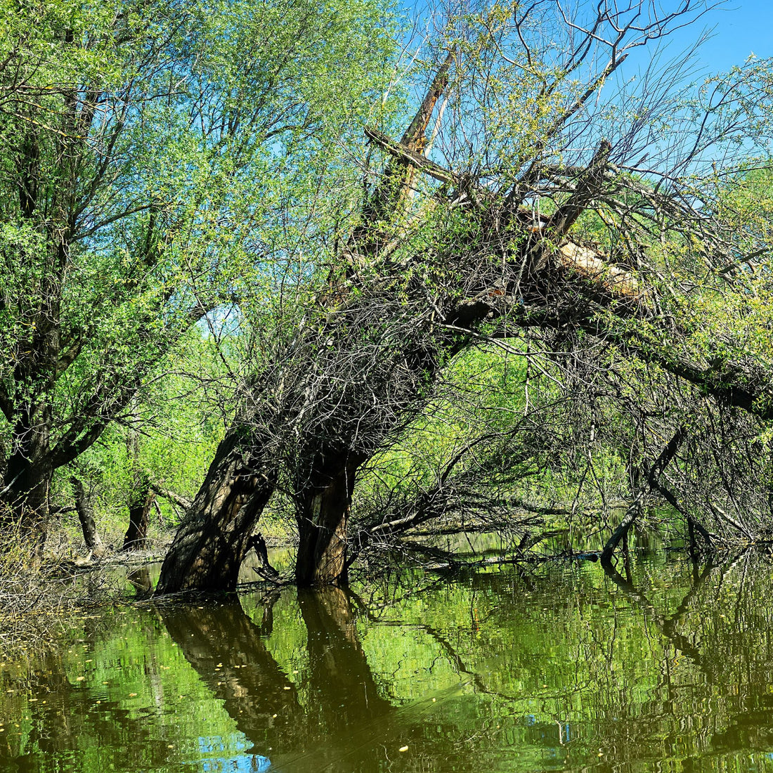 Herb of the Week - White Willow Bark