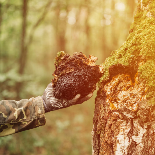 5 Benefits of Chaga Mushrooms