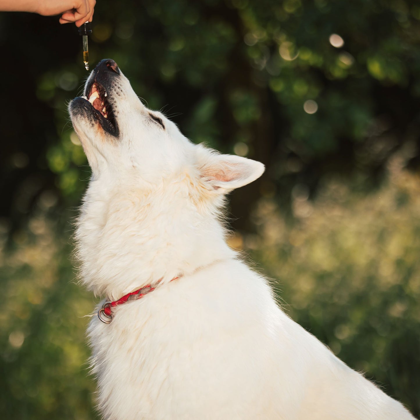 Dropping elixir into a dogs mouth using a dropper
