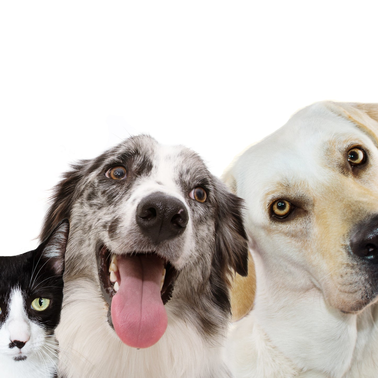 Dogs & Cat photo closeup