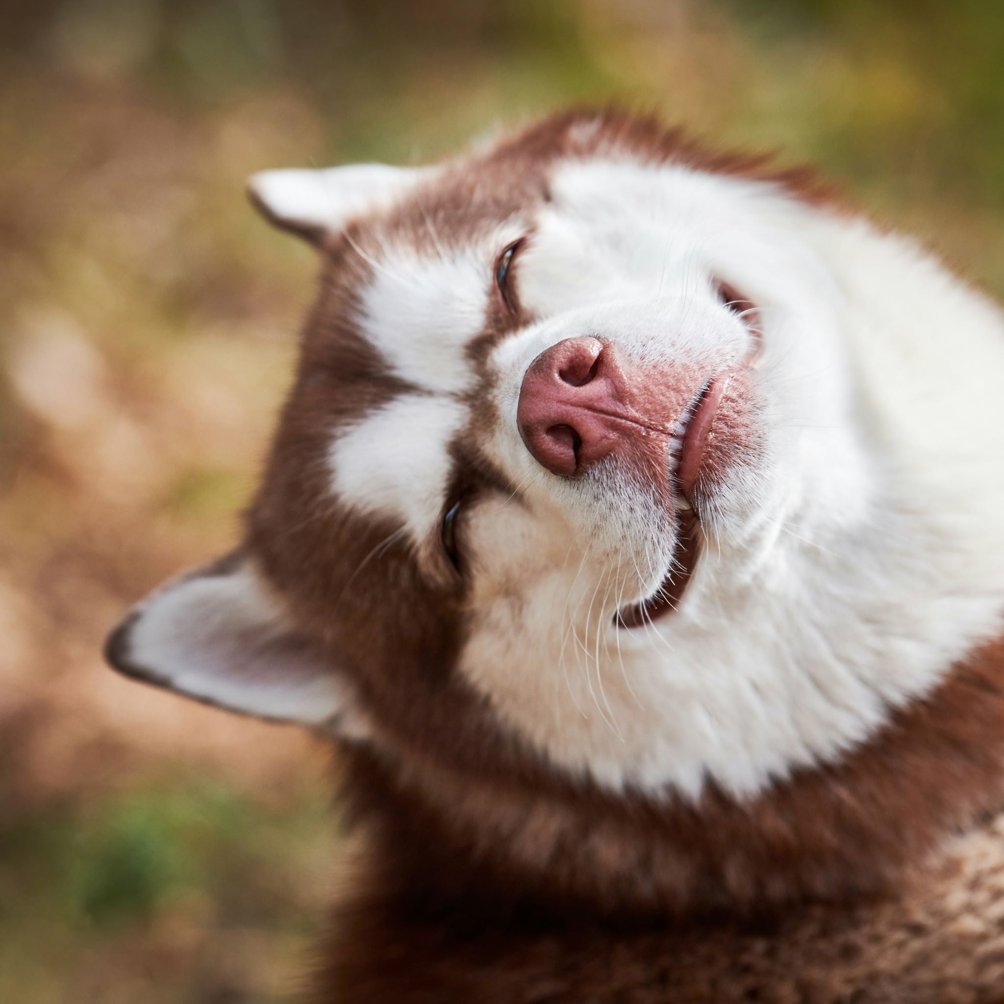 7 Amazing Reasons you should be using Wild Stinging Nettle