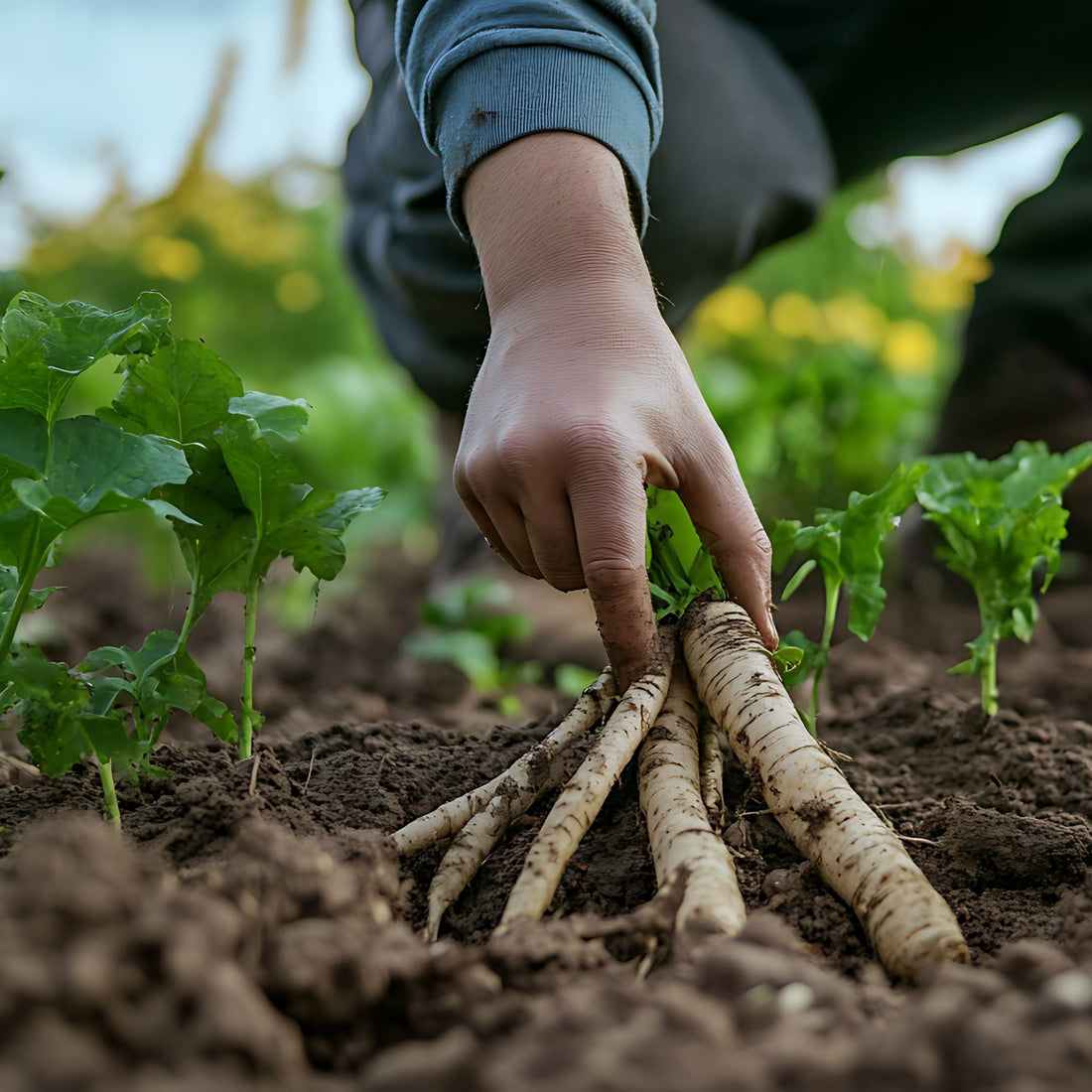 Burdock Root Detoxes Blood, Lymph System and Skin - 10 uses.