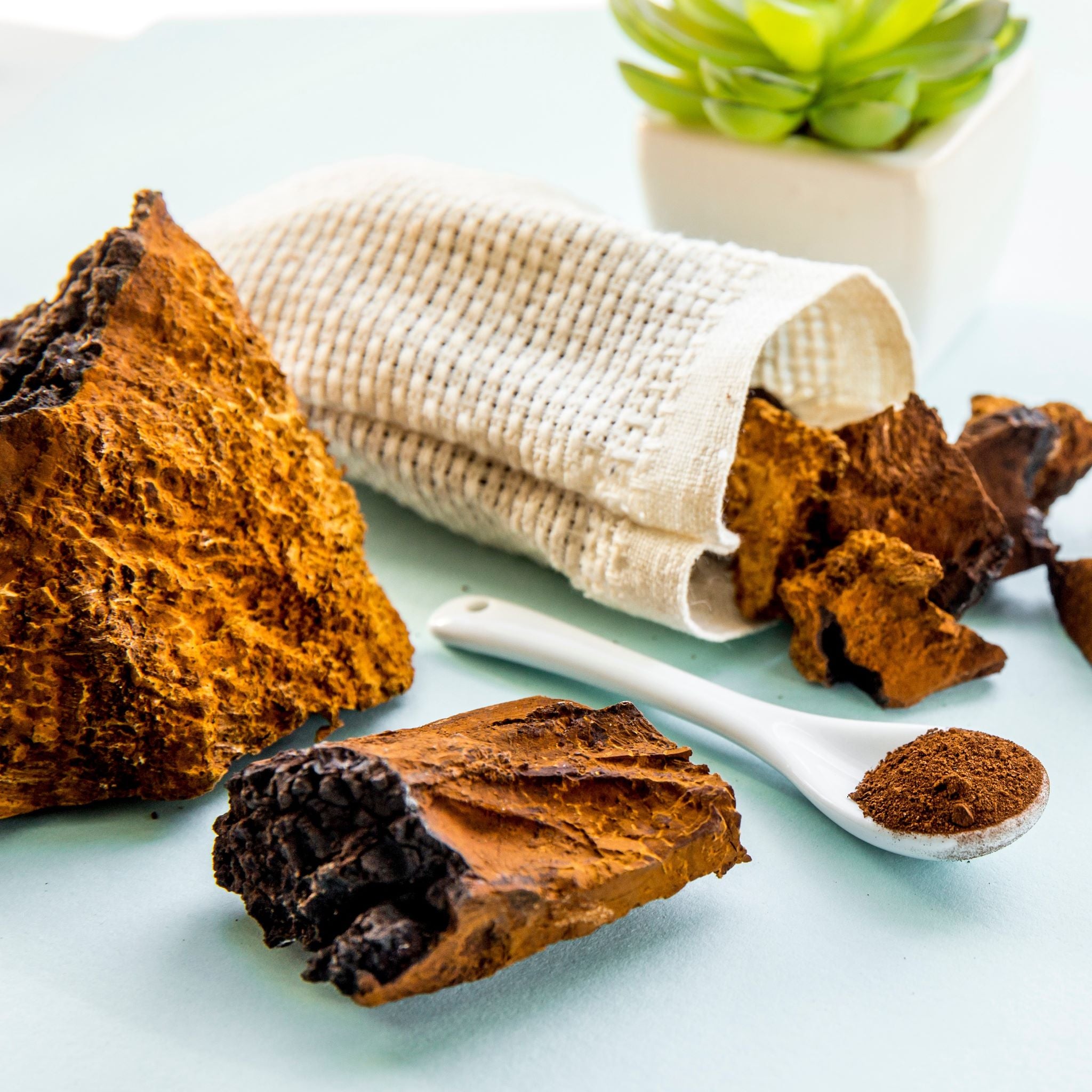 7 Chaga Mushroom Health Benefits