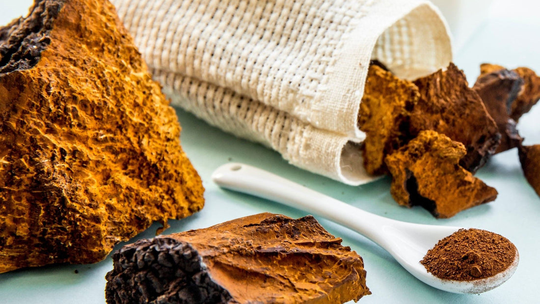 Chaga Fungii or Mushroom?