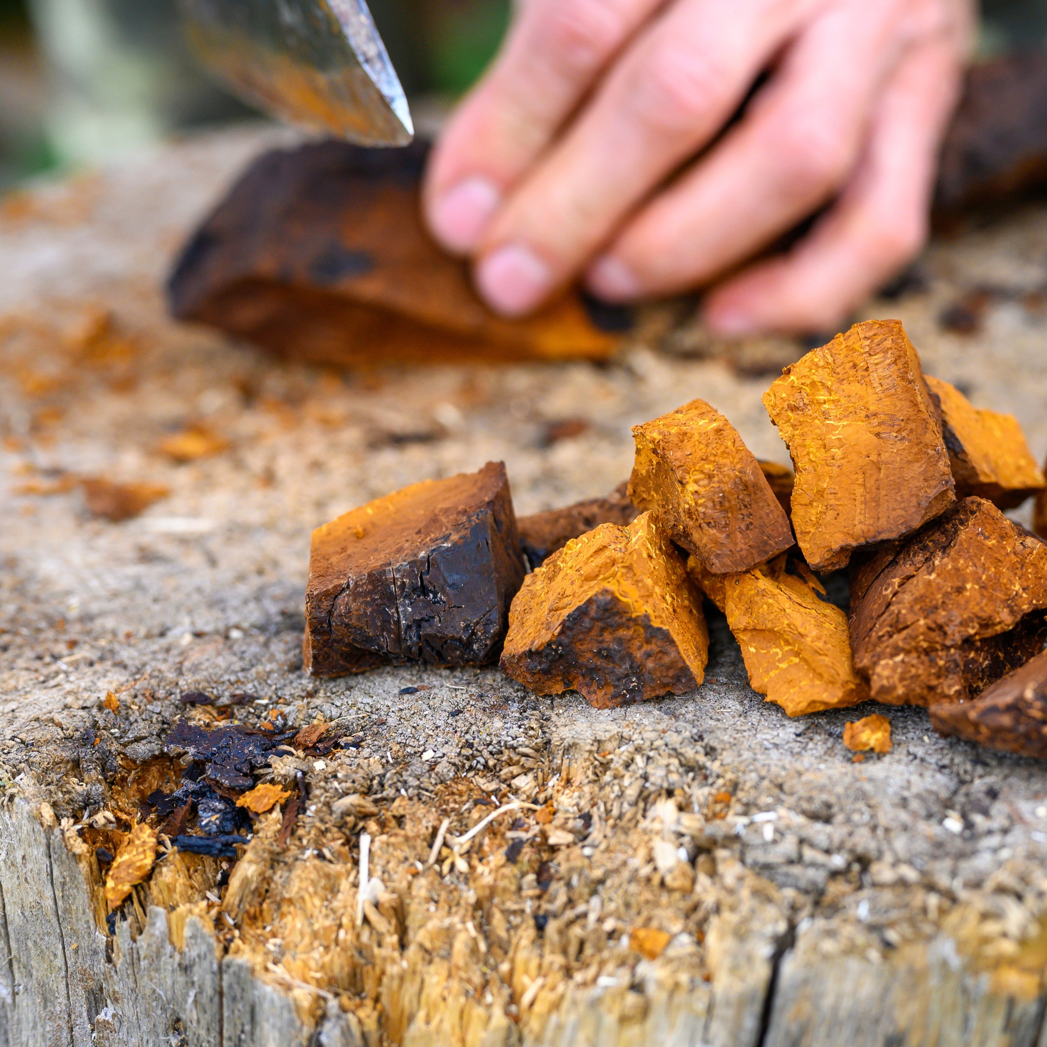 Chaga Mushroom and White Blood Cells