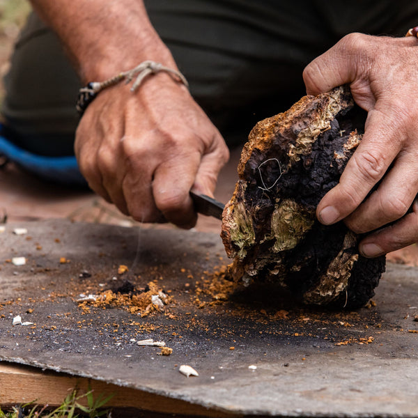 What exactly is a Wild Chaga Mushroom?