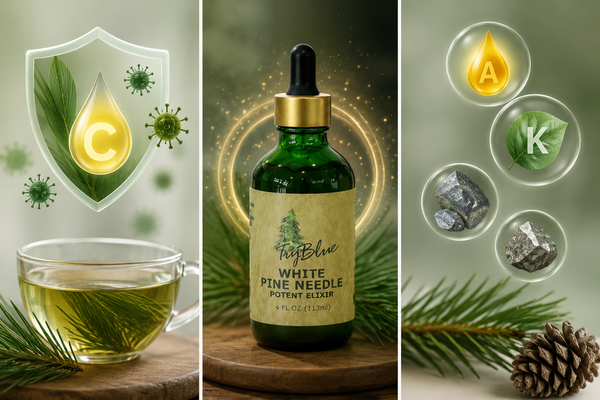 11 Amazing Health Benefits of Pine Needles