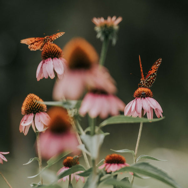 Benefits of Echinacea - Try Our Packed Purple