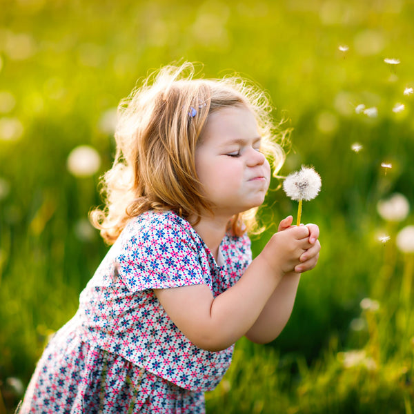 Dandelion Benes Backed by Science