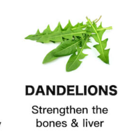 Dandelion Greens In the Top 10 Medicinal Plants