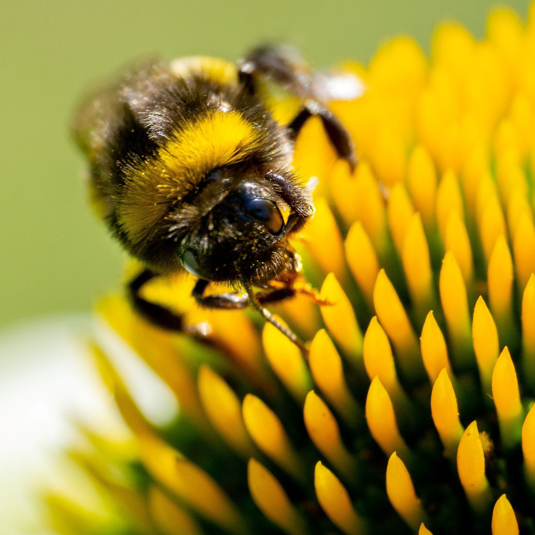 18 Benefits of Dandelion Greens & Roots