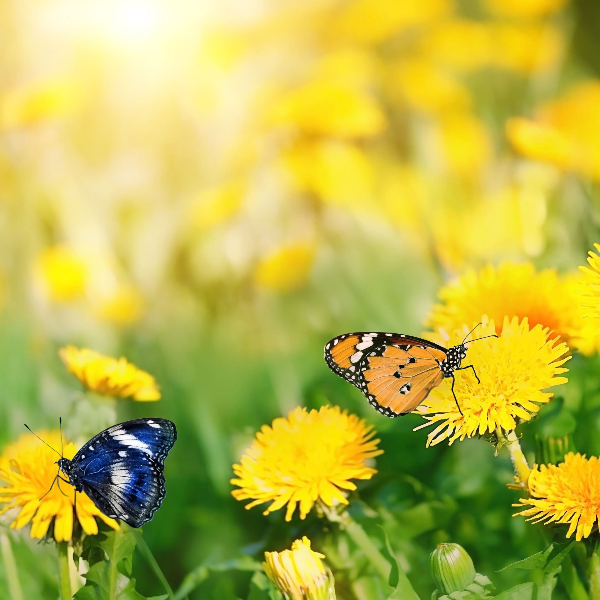 10 Things You Should Know About Dandelions