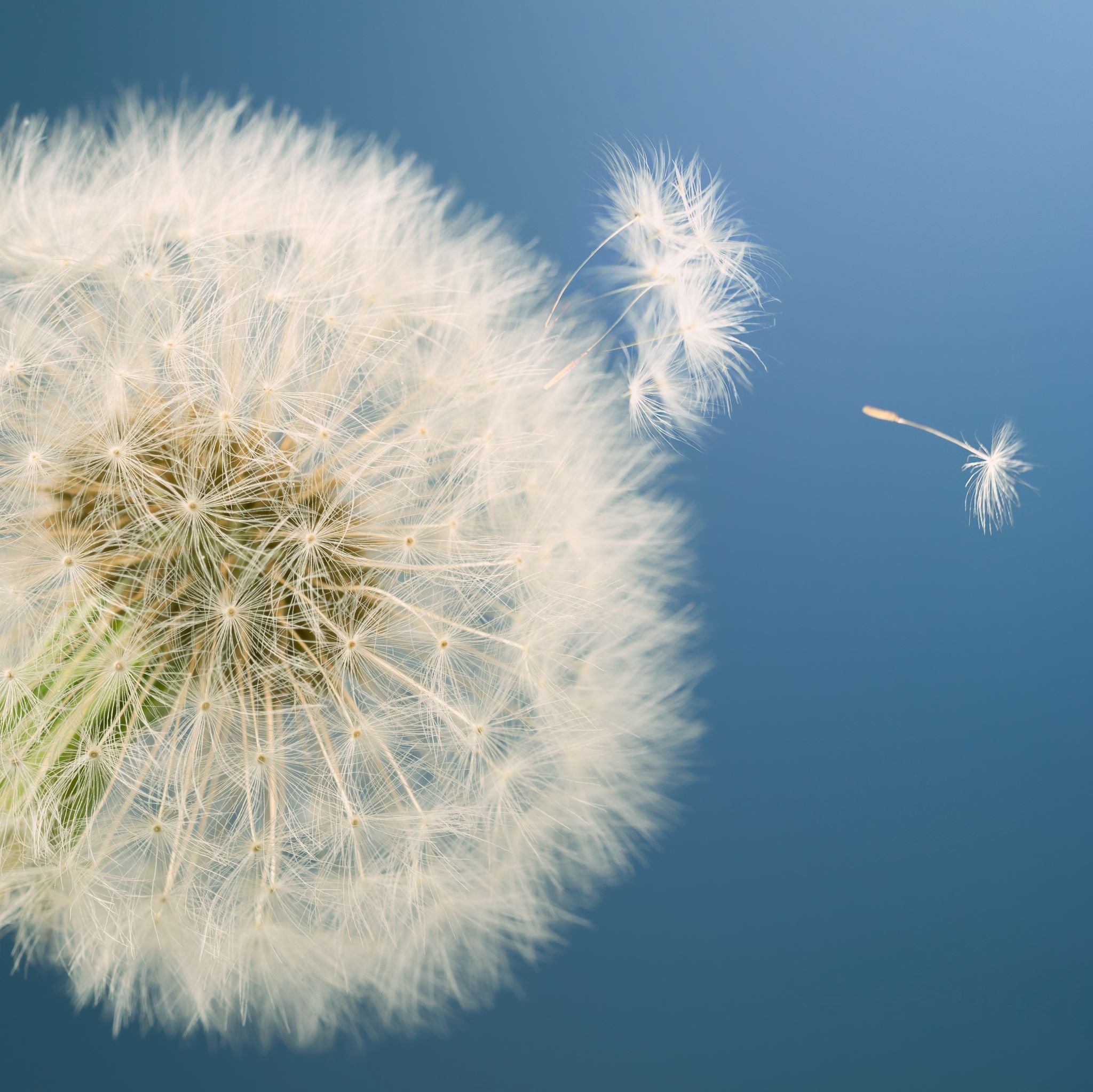 Detox Your Liver Daily - Our Dandelion Greens & Roots Elixir can help!