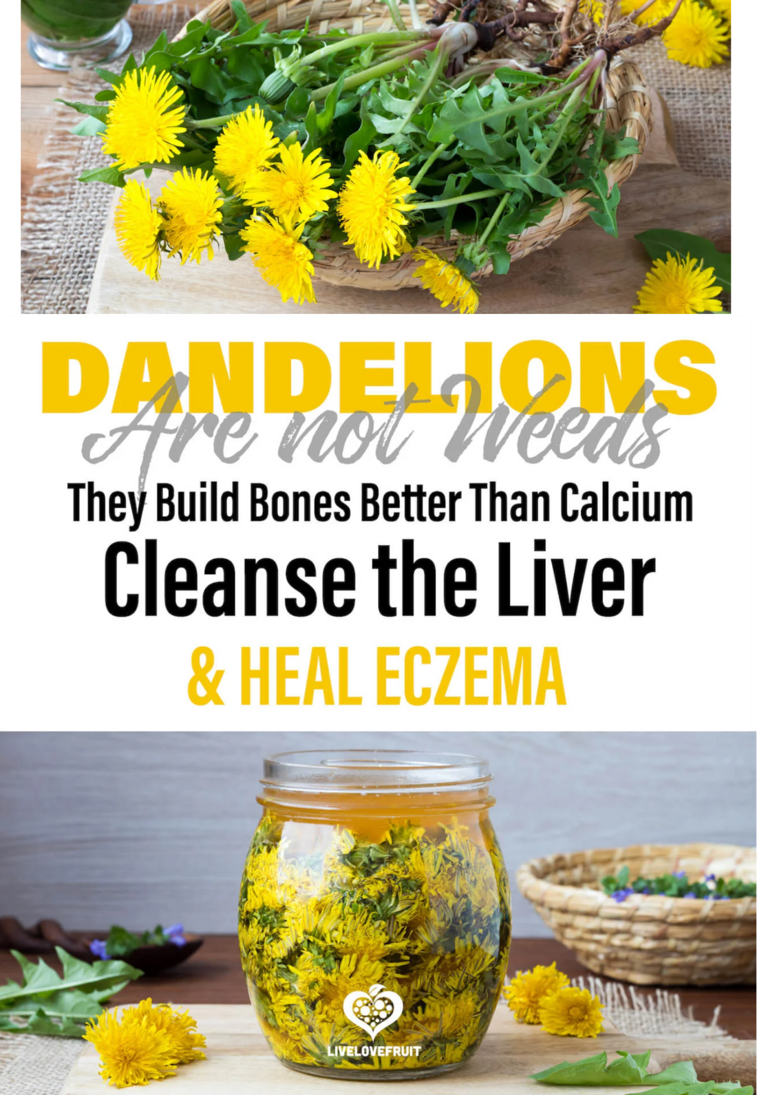 Dandelion Are Not Weeds