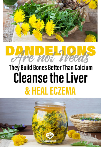 Dandelion Are Not Weeds