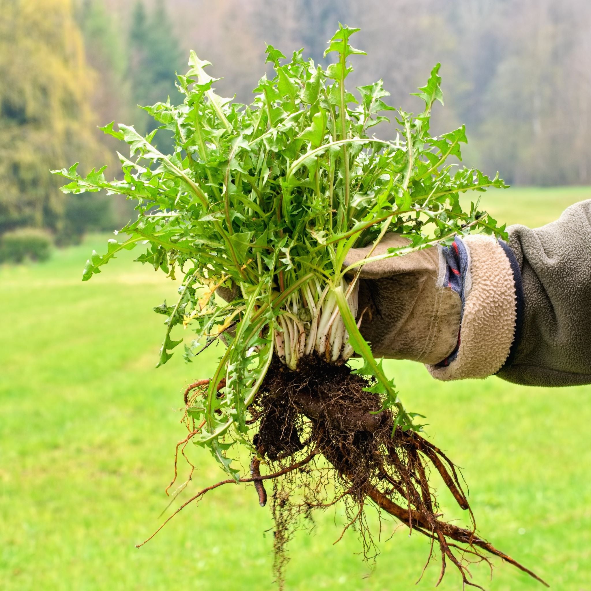 Properties of Dandelion Greens