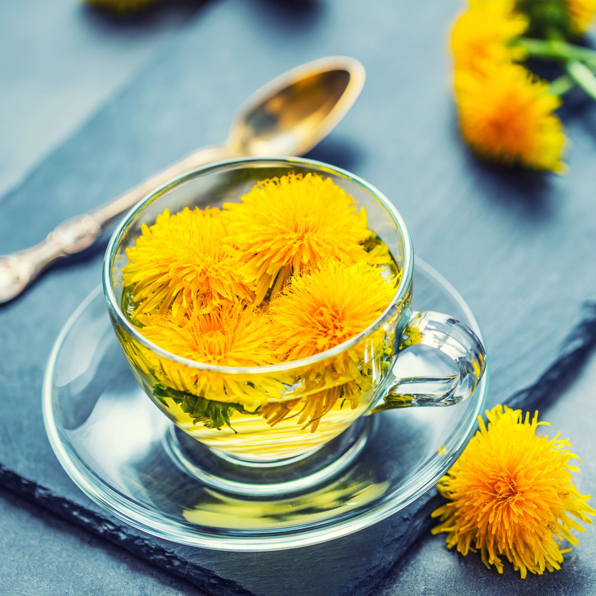 Immune-Supporting Compounds in Dandelions – Try-Blue