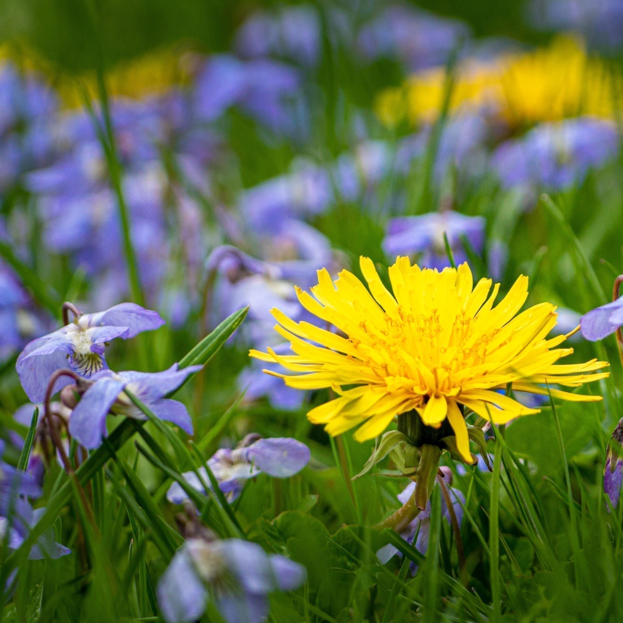 Dandelion Season is Upon US!!!