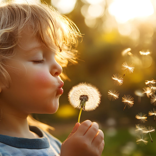 Dandelion root far more effective in fighting cancer cells than chemotherapy