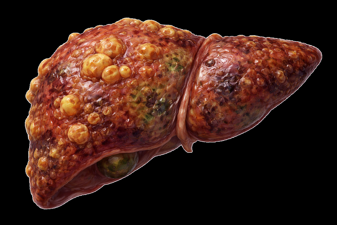 The Liver’s Role: Why This Organ Deserves More Respect