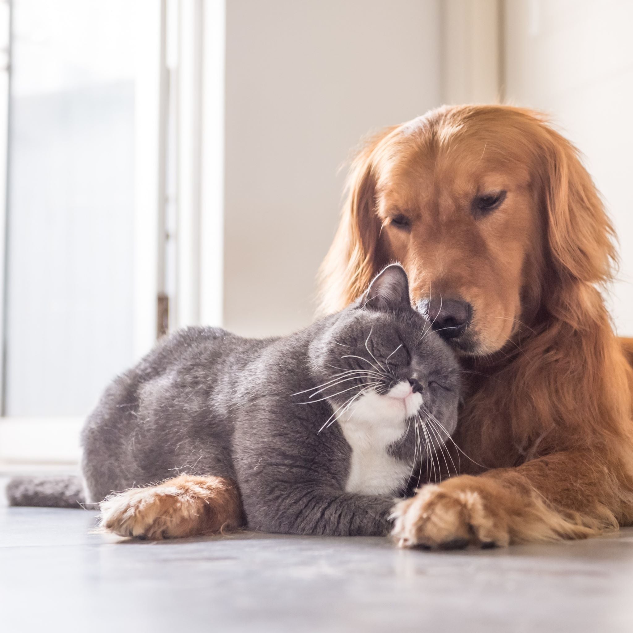 Mullein Leaf & Bloom for your Dogs & Cats