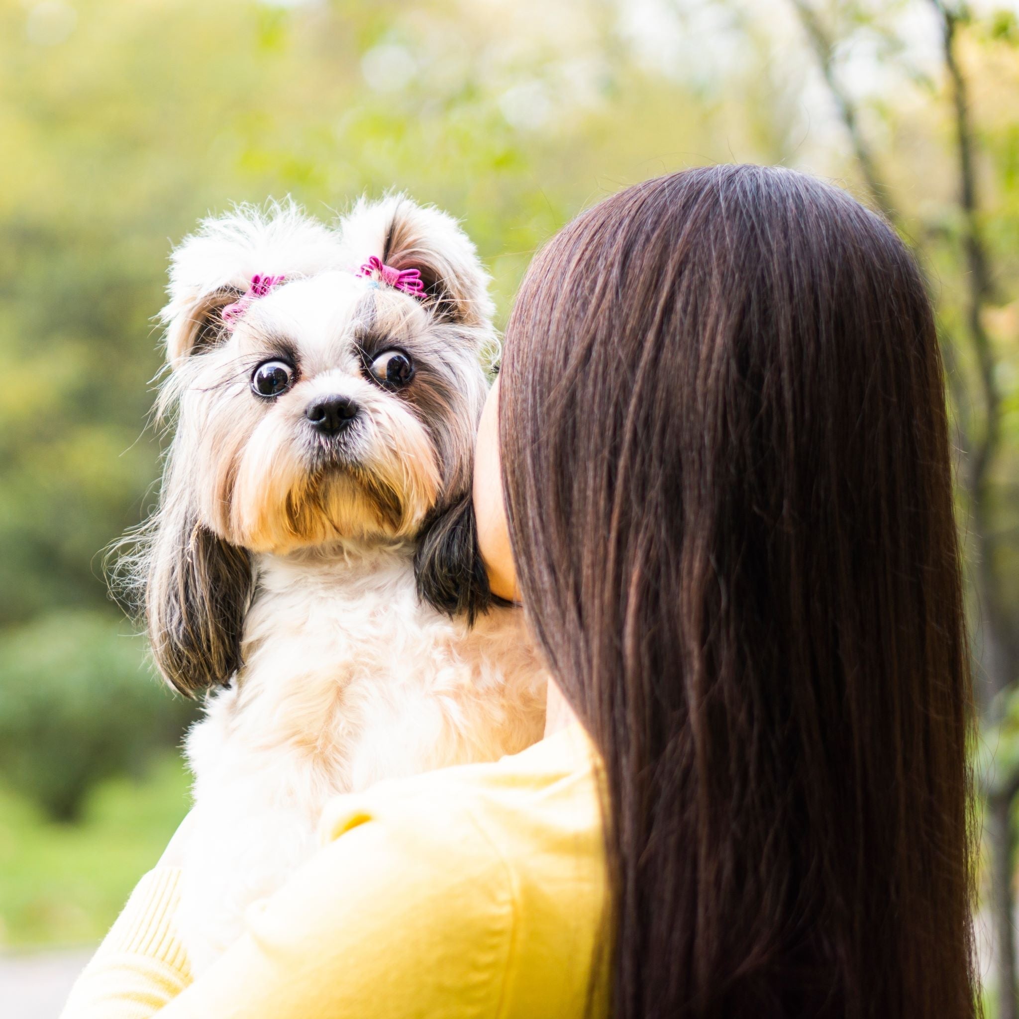 6 Health Benefits Of Owning A Dog - A Less Toxic Life