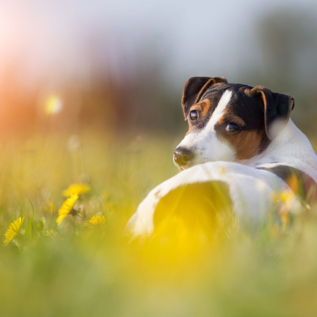 6 Reasons Dandelions Shouldn't be Called a Weed