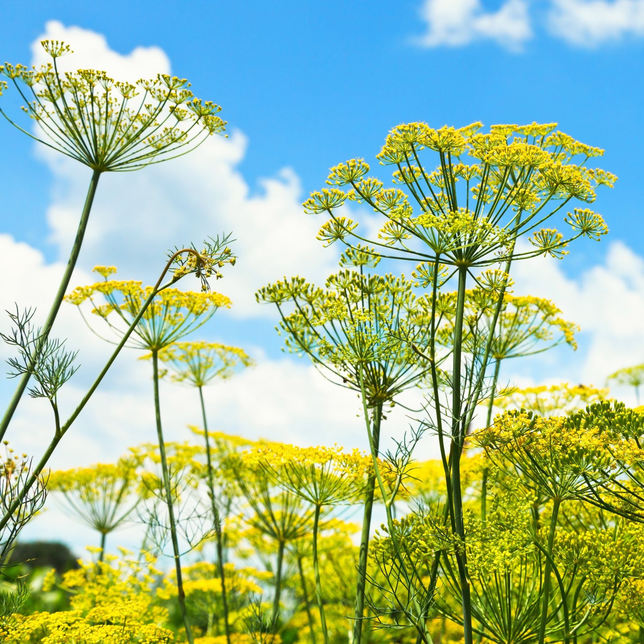 Fennel Seeds Should be a Part of Your Routine