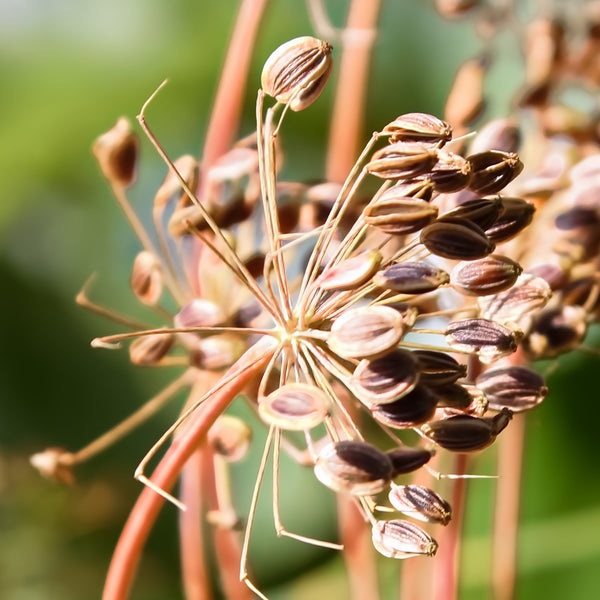 Natural Source of Quercetin - Fennel Seeds