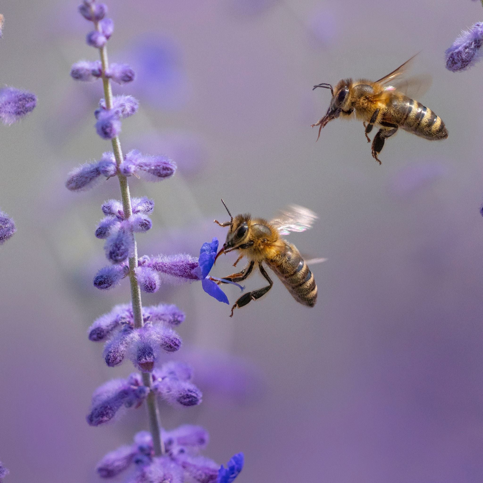 Black Cumin Seed Elixir & Honey ~ ANTI-CANCER