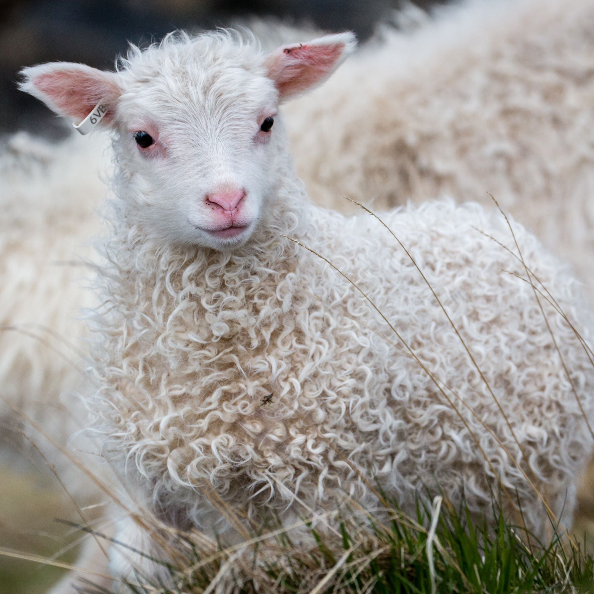 Colloidal Silver's Maximum Infection Fighting Benefits