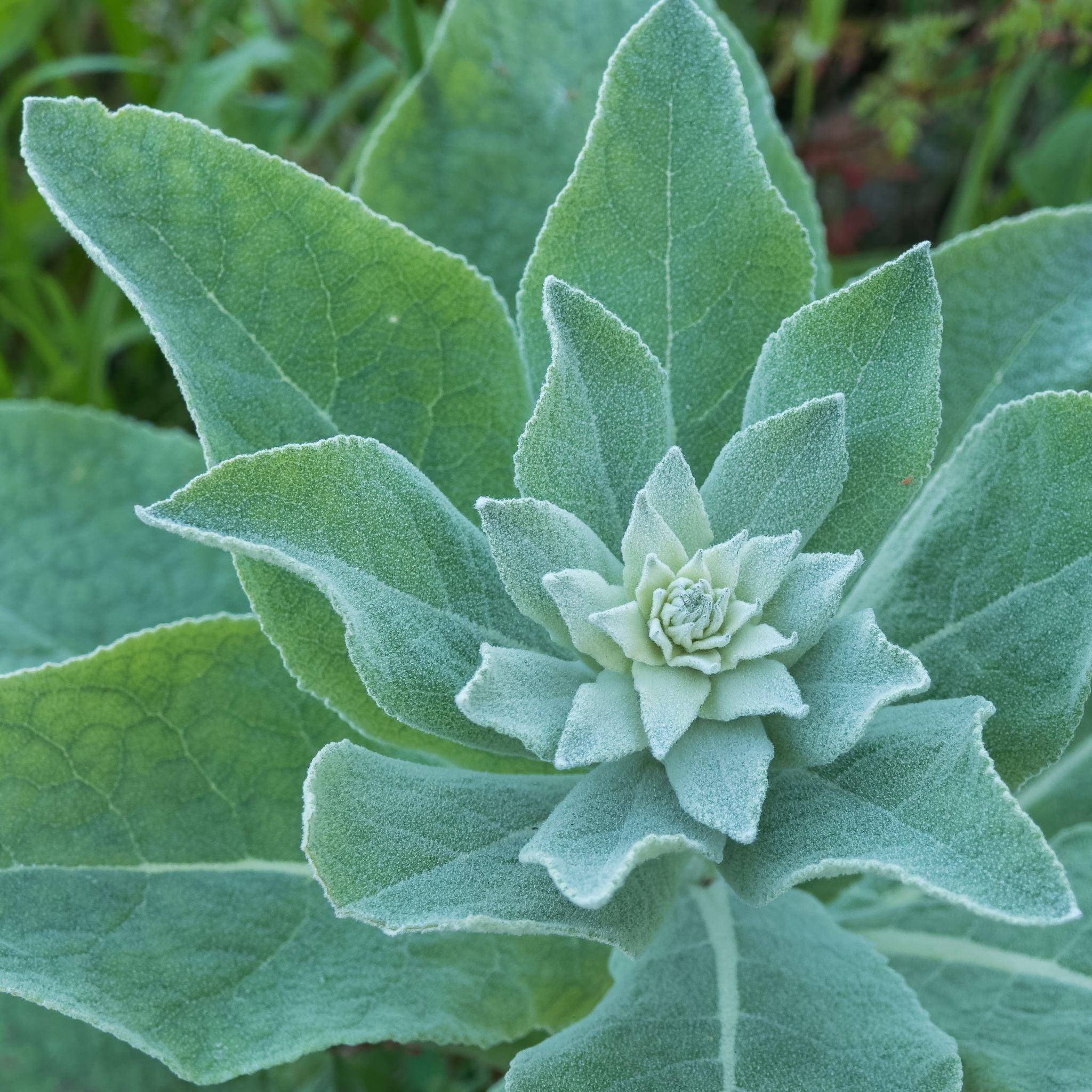 Let Me Introduce You To Mullein!