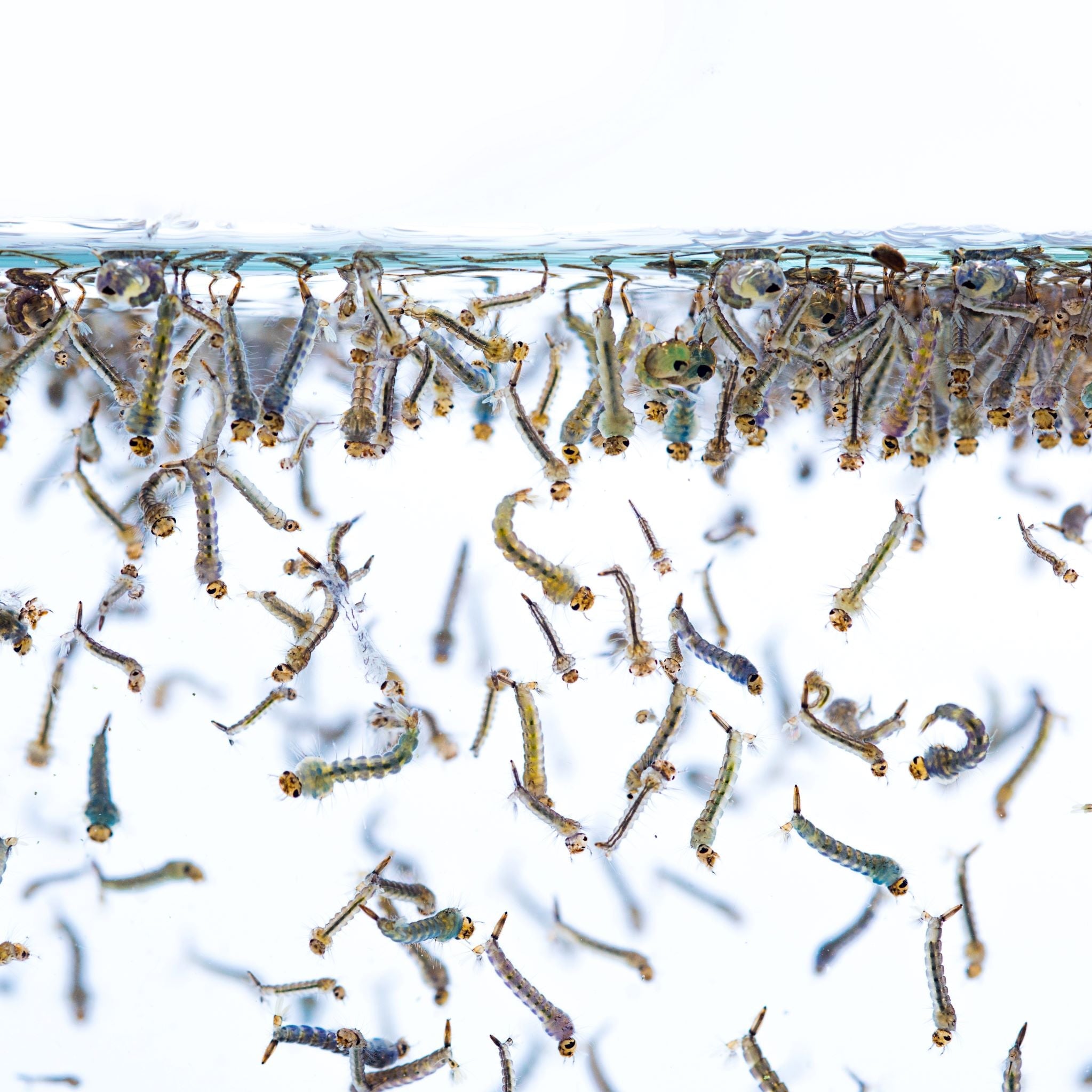 THE HERBS THE PARASITE DESTROYERS Part 1