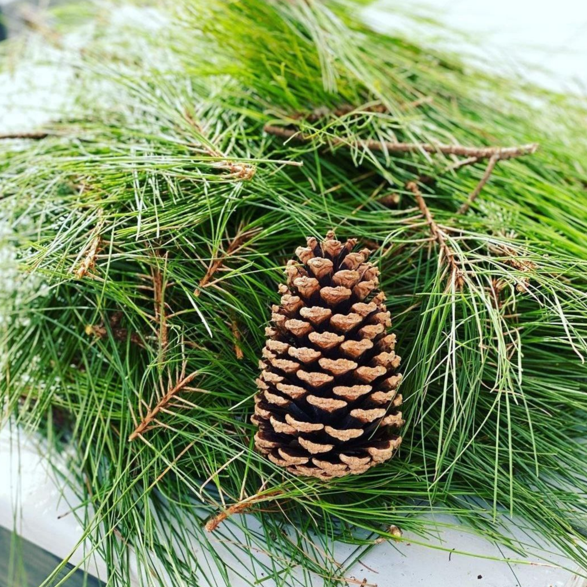 White Pine Needles TidBits 4/30/23