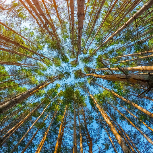 An Herbalist Explains the many Anti(s) of the White Pine Tree