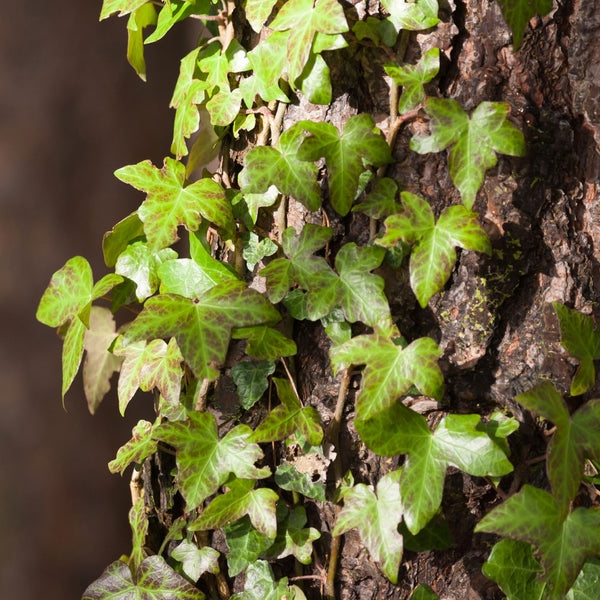 Colloidal Silver & Poison Ivy or Poison Oak Solution