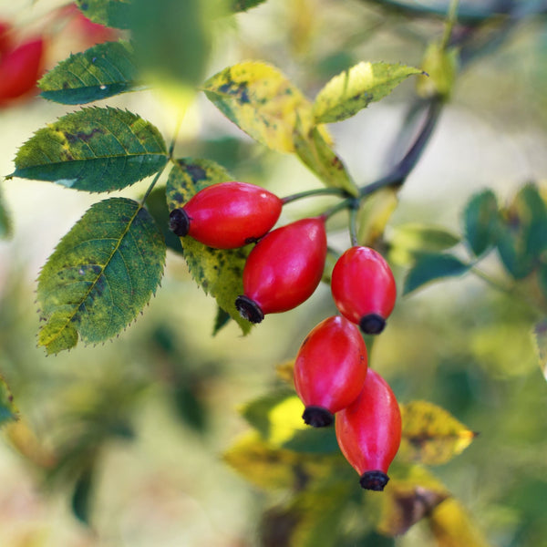 Nutritional Profile of Rose Hips 9/1/25