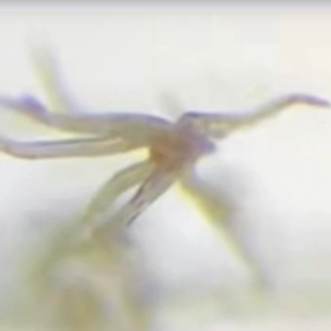 It appears to be SELF-AWARE