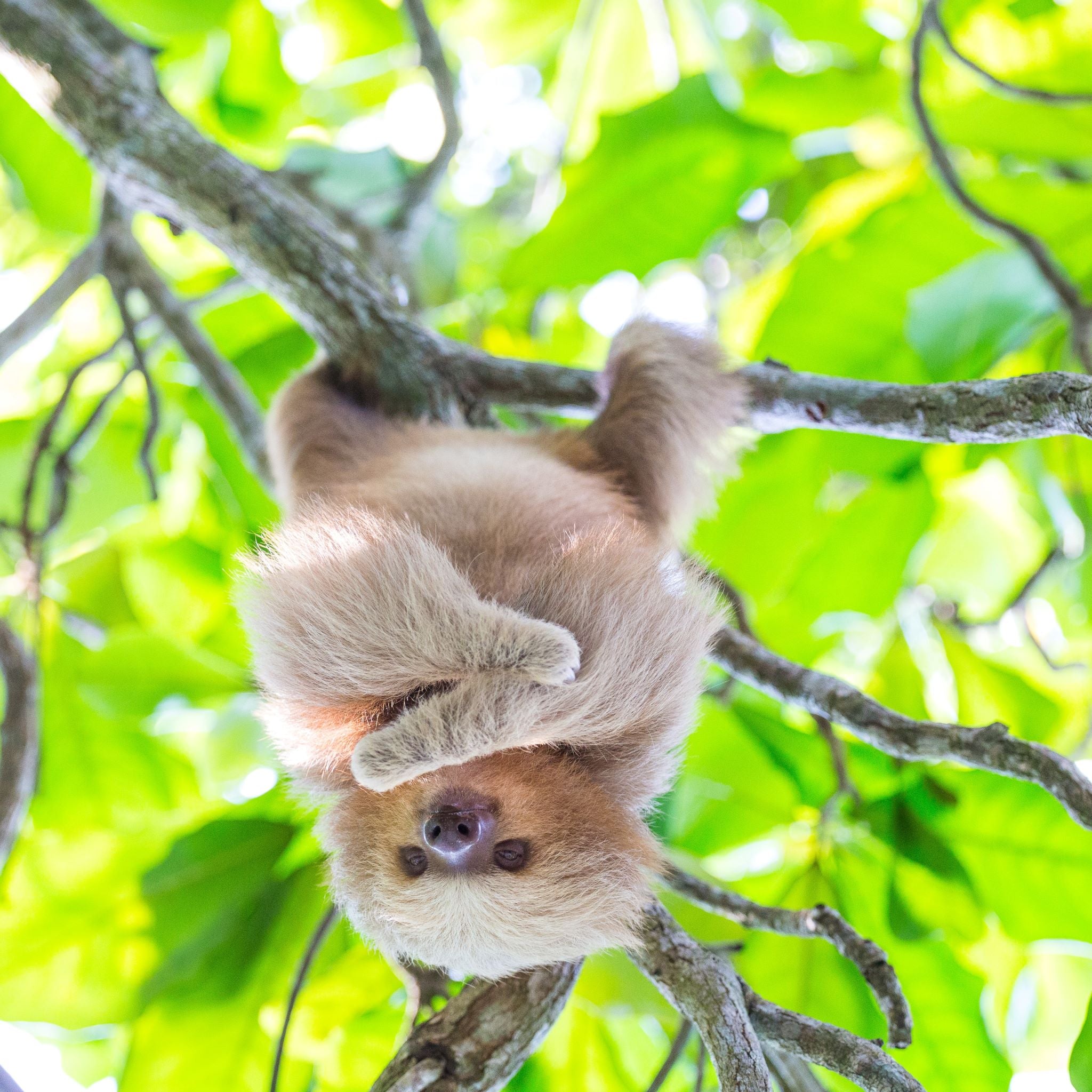 Sluggish Adrenal Glands? Try Licorice Root to Regulate Stress