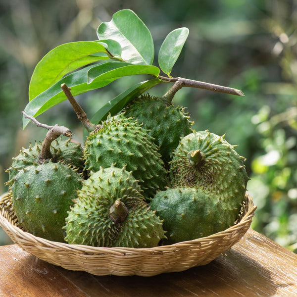 15 Health Benefits of Soursop Leaves 8/21/25